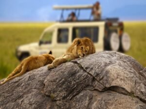 Murchison Falls Safari