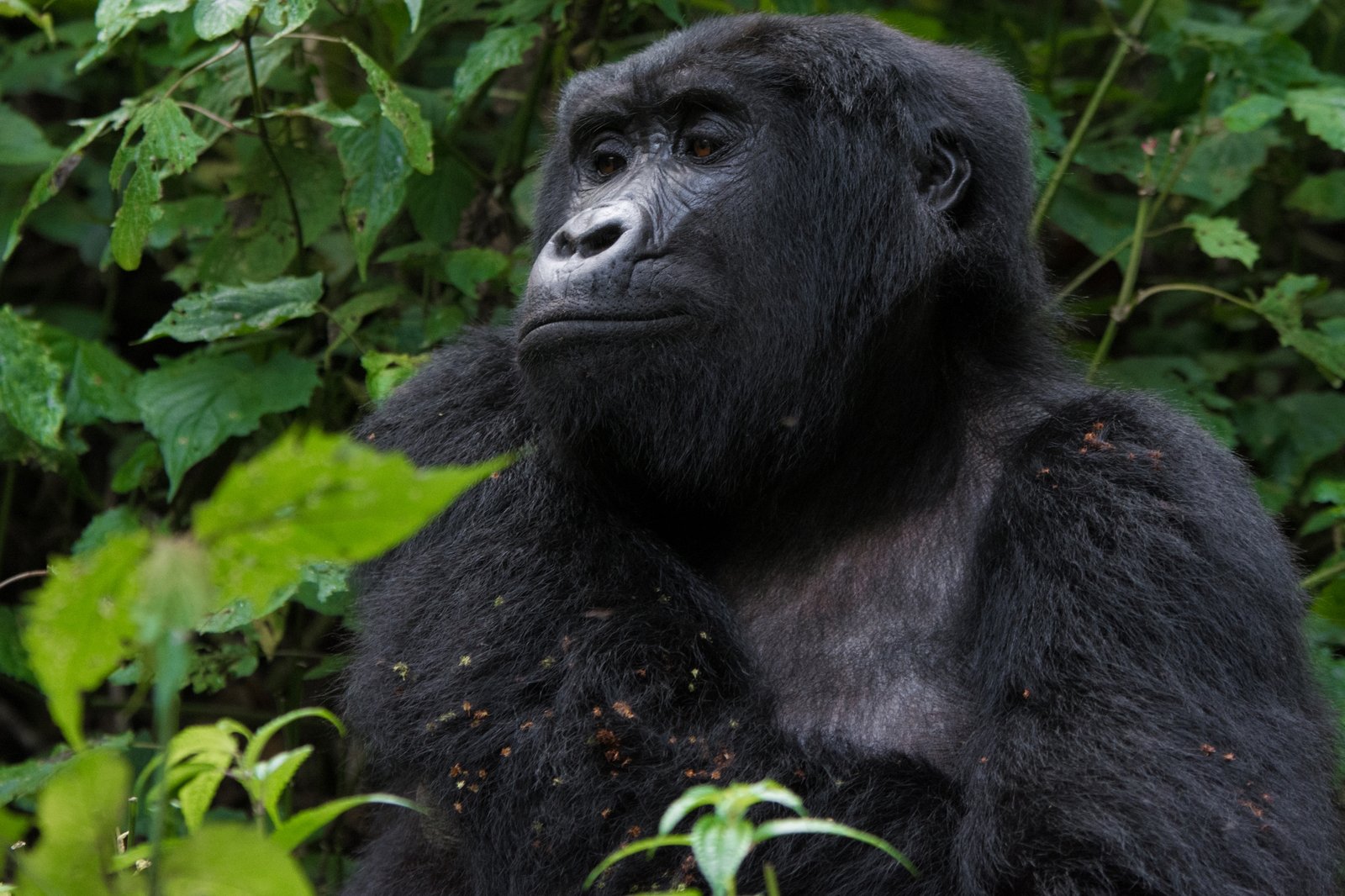 Gorilla Trekking In Volcanoes National Park